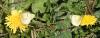 Colias sp.